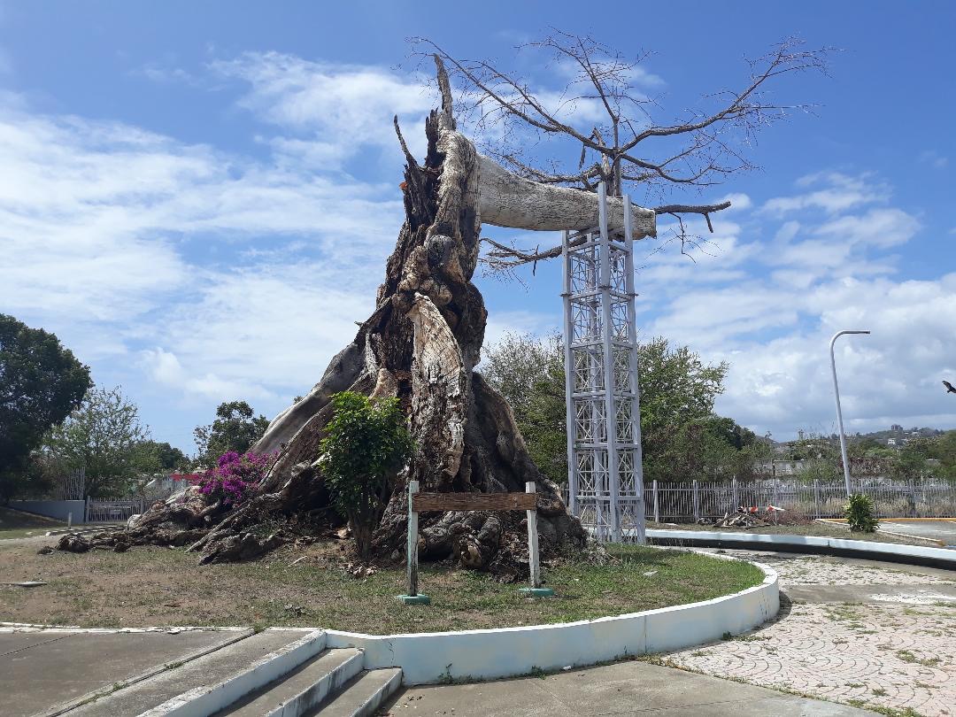 Ponce’s Famous Ceiba Tree Norma García Pettit